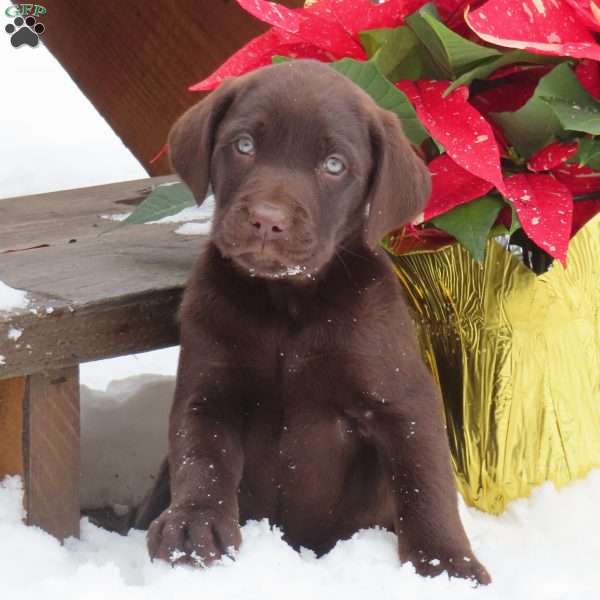 Denley, Chocolate Labrador Retriever Puppy